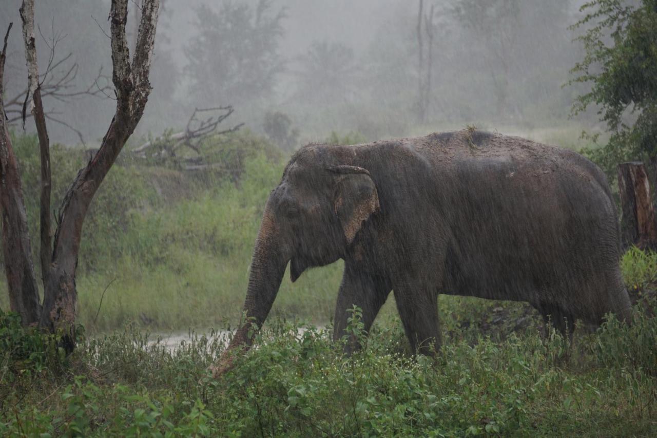 I Love Phants Lodge Ban Huai Thawai Luaran gambar