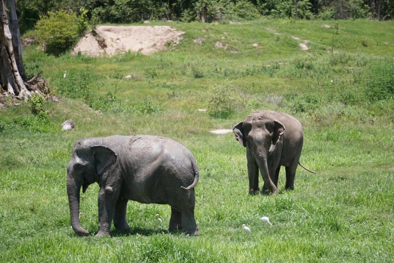I Love Phants Lodge Ban Huai Thawai Luaran gambar