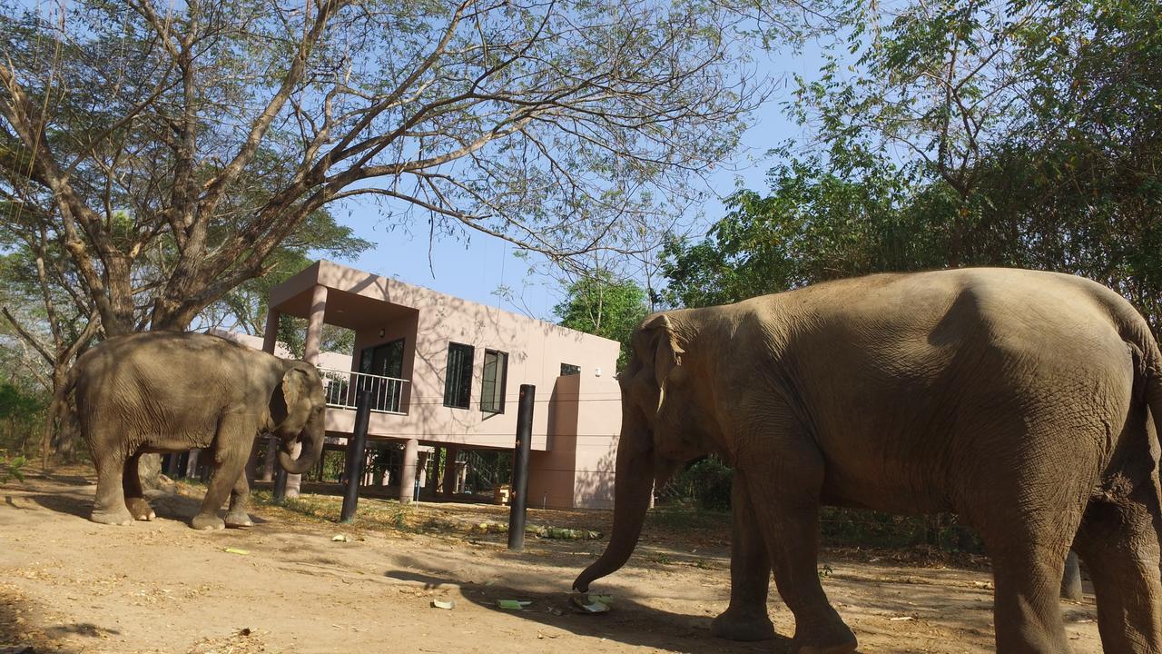 I Love Phants Lodge Ban Huai Thawai Luaran gambar
