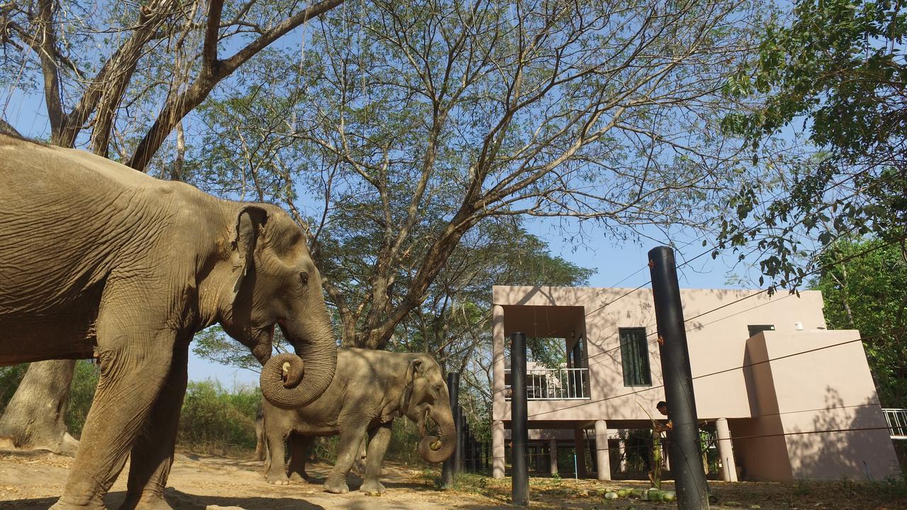 I Love Phants Lodge Ban Huai Thawai Luaran gambar